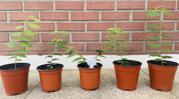 후계목 조직 배양