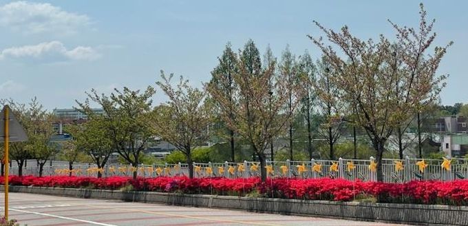 광주교육연수원 노란 바람개비 꽂기 행사