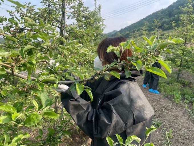 임실군, 과수화상병 유입 차단 정밀 예찰 실시