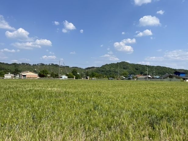 임실군, 맥류 병해충 적기 방제 당부