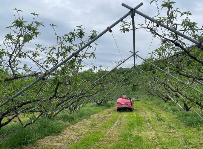 임실군, 돌발해충 적기 방제 참여 당부