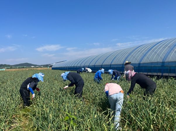 부안 부안읍, 농번기 농촌일손돕기 구슬땀