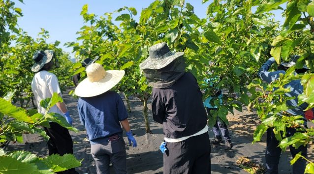 부안 농업기술센터 영농철 일손돕기 추진