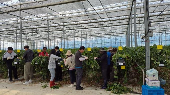 부안군 관광과‧문화체육시설사업소 딸기 농가 방문 농촌일손 돕기