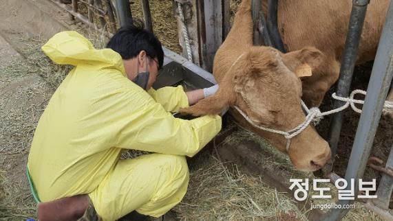 용인특례시가 10월 31일까지 소와 염소 사육농가를 대상으로 구제역 예방백신 일제접종을 진행한다