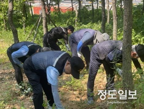 파주시 운정6동, 초롱꽃공원 생태계교란 야생식물 제거 나서