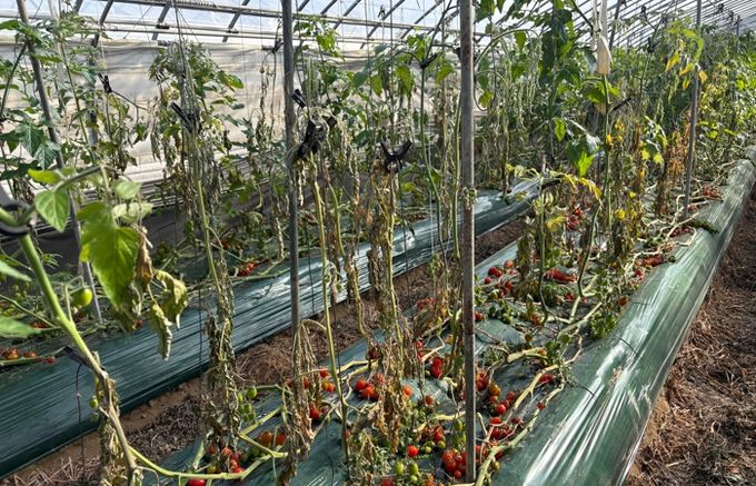 방울토마토 온실 환경관리 필수