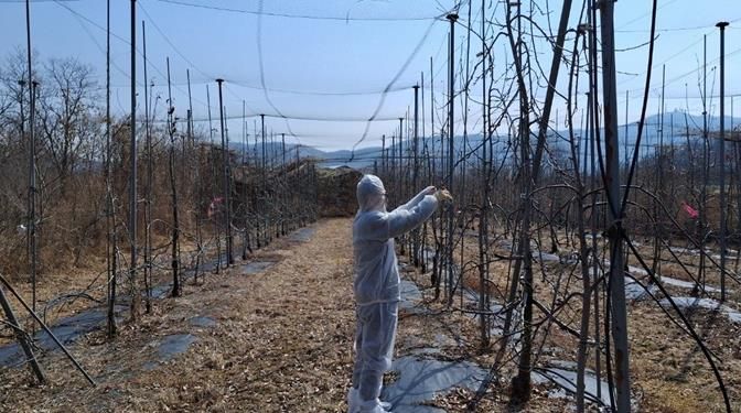 파주시, 과수 화상병 방제 약제 보급 및 예찰 본격 추진