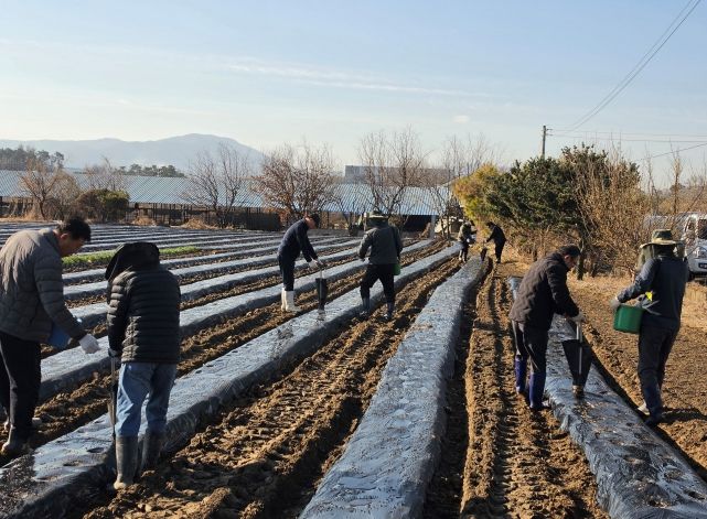 안성시 농업기술센터, 농촌지도자연합회와 사랑의 감자(과제포 활동) 식재