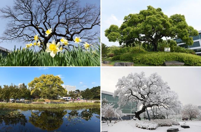 지역 역사 생태 품은 보호수 체계적 관리