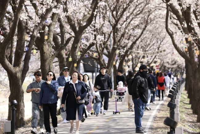 보은군, ‘보은 벚꽃길 축제’ 첫 주말 방문객 발길 이어져