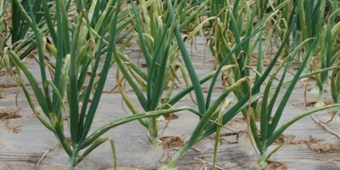 영광군, 양파 노균병 확산 예방 총력 대응